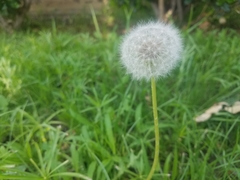 Taraxacum officinale