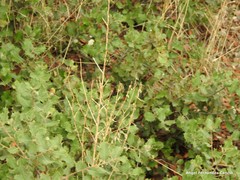 Cichorium intybus