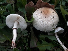 Lepiota lilacea