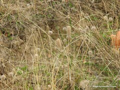 Trifolium angustifolium