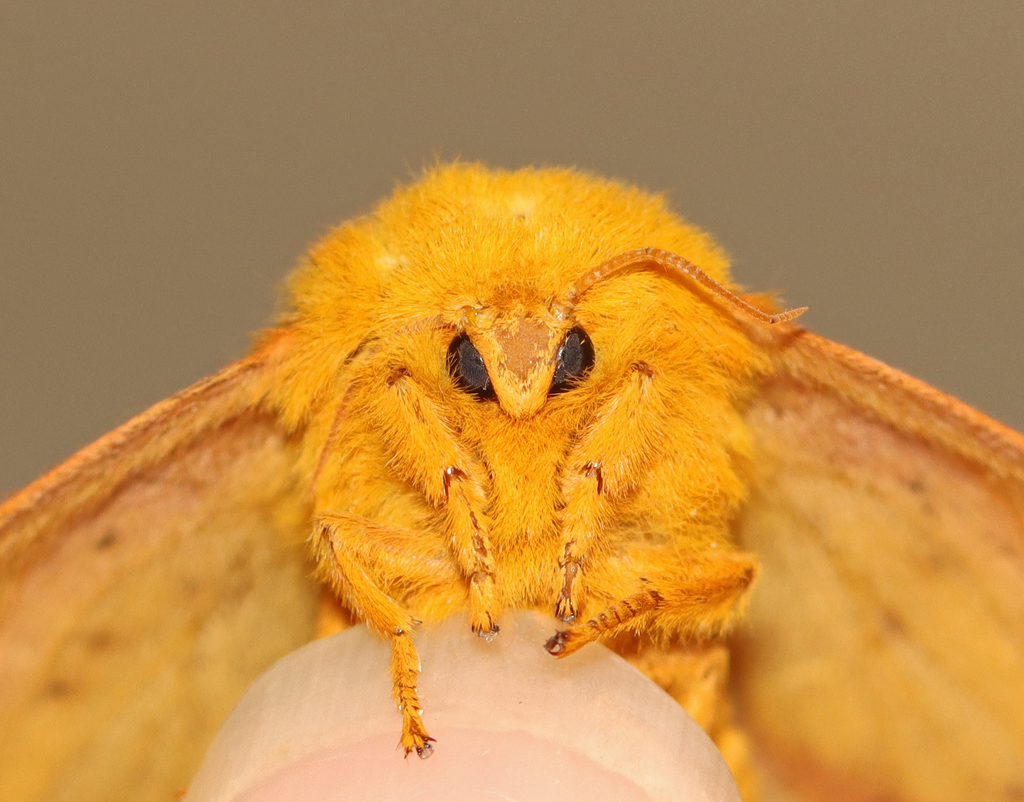 Orange-tipped and Yellow-striped Oakworm Moths