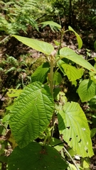 Viburnum lantanoides image