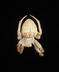 Pararaneus cyrtoscapus