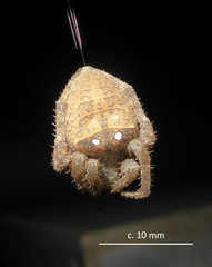 Pararaneus cyrtoscapus