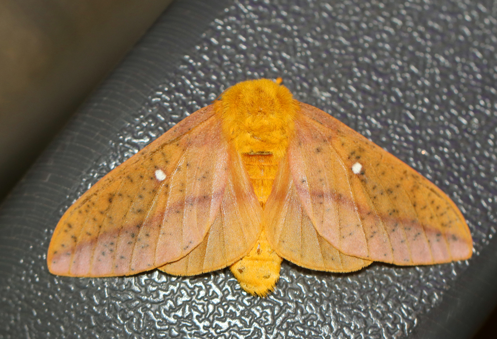 Orange-striped Oakworm Moth