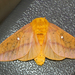 Orange-tipped Oakworm Moth - Photo (c) Christine Young, some rights reserved (CC BY-NC), uploaded by Christine Young