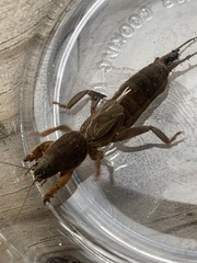 Neocurtilla