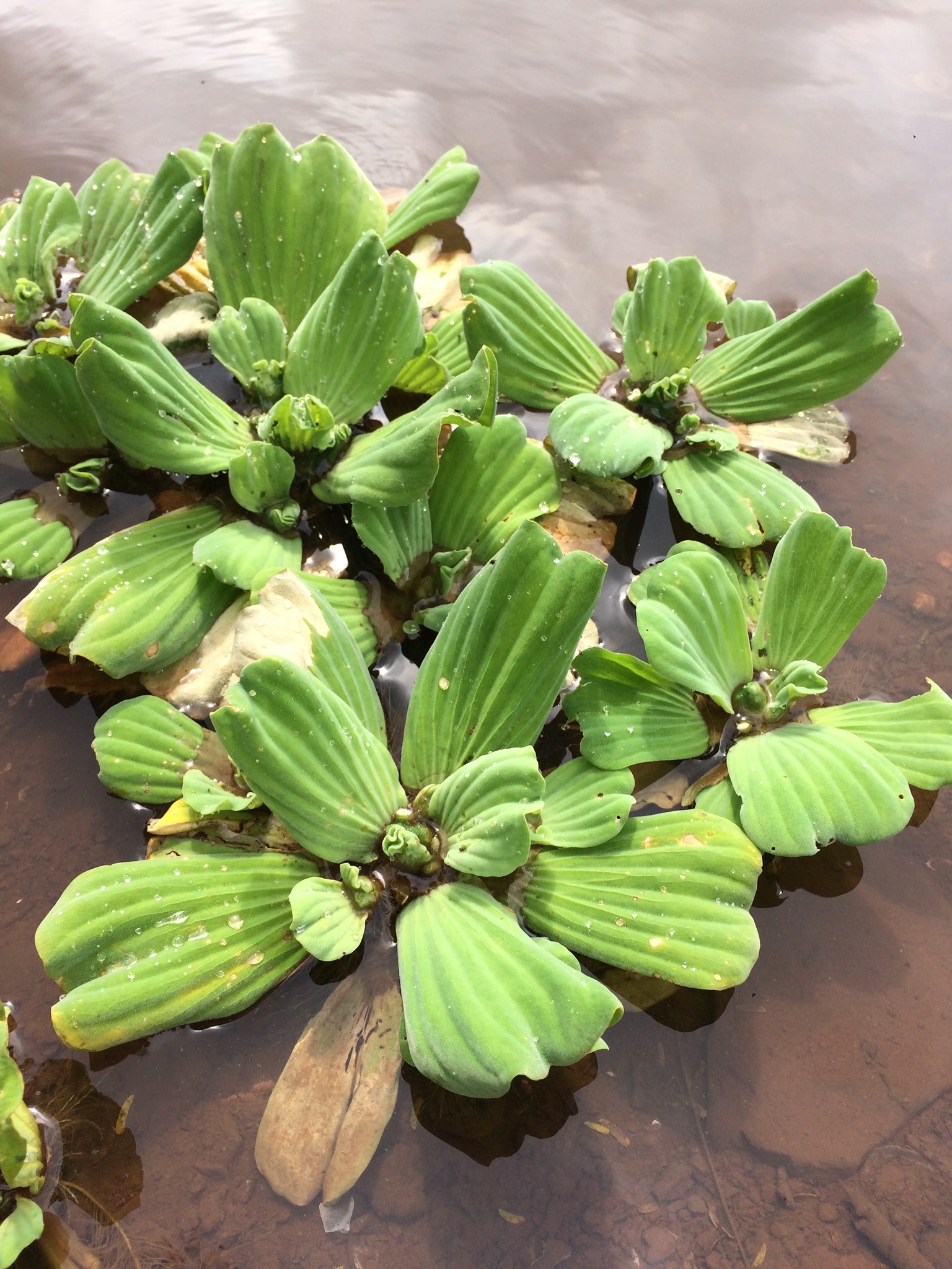 Pistia stratiotes