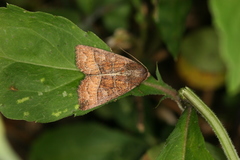 Perigea lineata