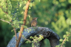Campylorhynchus jocosus