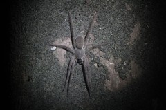 Phoneutria boliviensis