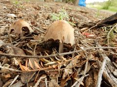 Coprinellus truncorum