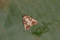 Condica micrippia