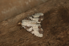 Condica micrippia