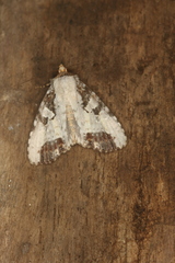 Condica micrippia