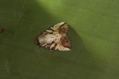 Condica micrippia
