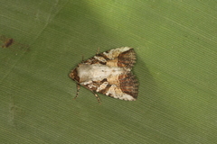 Condica micrippia
