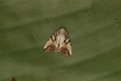Condica micrippia