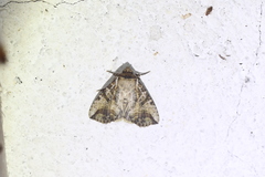 Condica micrippia