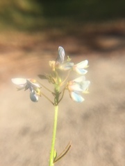 Desmodium tweedyi