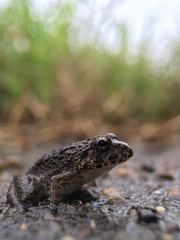 Fejervarya kawamurai