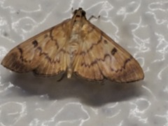 Psara obscuralis