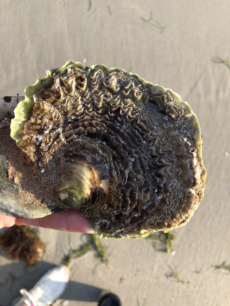 Southern Flat Oyster