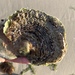 Southern Flat Oyster - Photo (c) Josie Jones, some rights reserved (CC BY-NC), uploaded by Josie Jones
