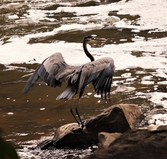 Ardea herodias