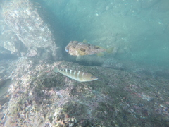 Halichoeres notospilus