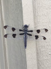 Libellula pulchella