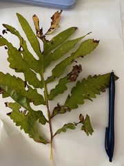 Onoclea sensibilis