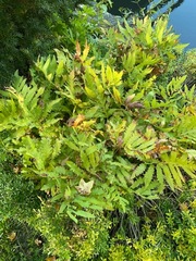 Onoclea sensibilis