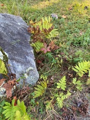 Onoclea sensibilis