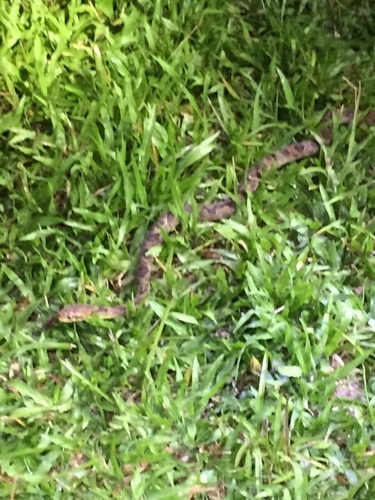 Leptodeira ornata