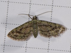 Eupithecia longidens