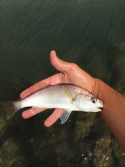 Genyonemus lineatus