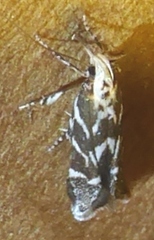 Aristotelia hexacopa