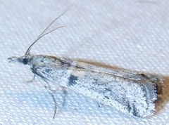Sciota fernaldi