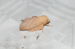 Phyllodesma suberifolia