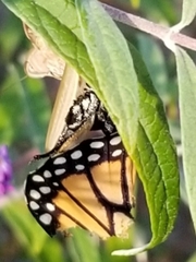 Danaus plexippus