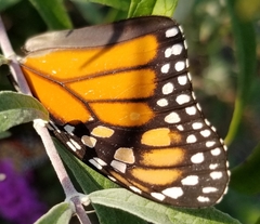 Danaus plexippus