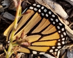 Danaus plexippus