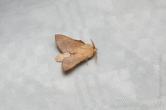 Phyllodesma suberifolia