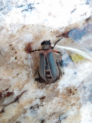 Rhipiceridae
