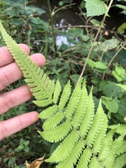 Deparia petersenii