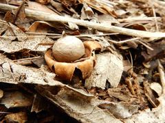 Geastrum