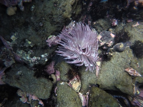 Photo of Indo-Pacific feather duster (Sabellastarte spectabilis)