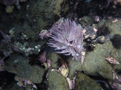 Sabellastarte spectabilis