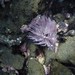 Sabellastarte spectabilis